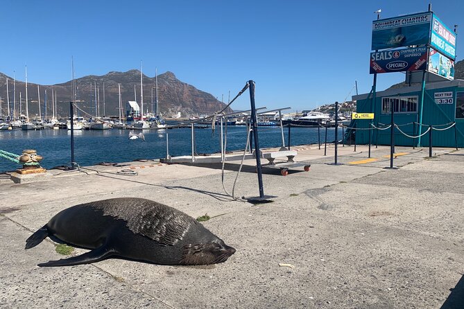 Boulders Beach Penguins and Seal Island Boat Trip Half Day Tour - Who should book this penguins and seals half-day tour