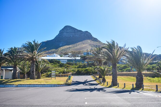 Boulders Beach Penguins Half Day Tour - Why this Boulders Beach half-day tour feels like the best of the Cape Peninsula