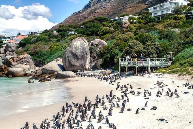 Breath-taking Cape Peninsula Tour - Optional Seal Island boat trip, costs, and when to say yes