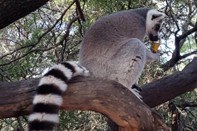 Bush Babies & Monkey Sanctuary and Elephants walk Private - Key highlights you will actually feel on the day