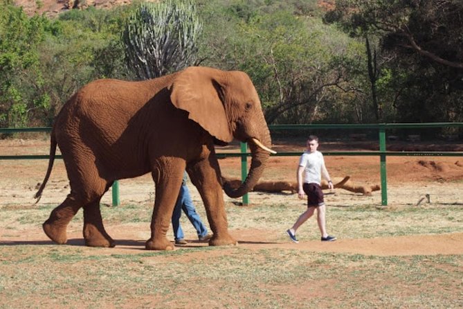 Bush Babies & Monkey Sanctuary and Elephants walk Private - Why this private wildlife combo works in Johannesburg