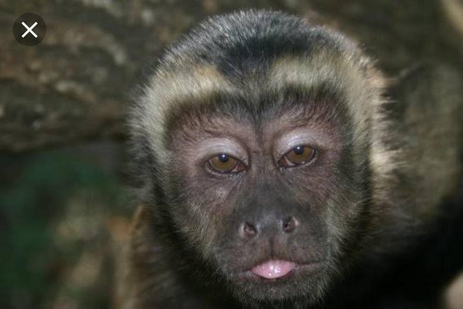 Bush Babies & Monkey Sanctuary and Elephants walk Private - What the guide commentary adds (and how it changes the day)