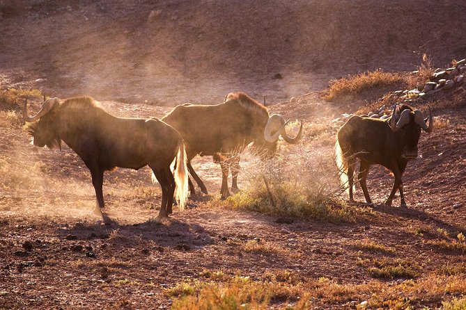 Bush Safari - Your 2-hour safari rhythm, with a refreshment break that matters
