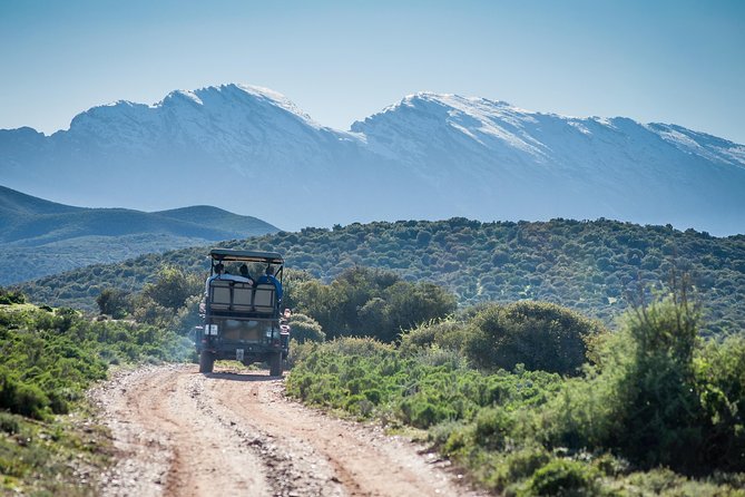 Bush Safari - Price and value: $43 for a focused wildlife outing near Oudtshoorn