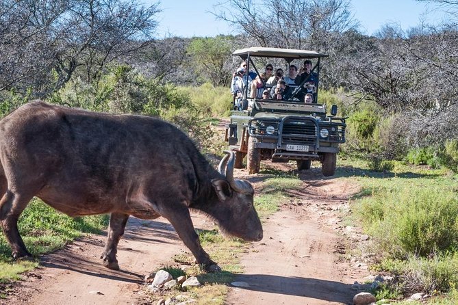 Bush Safari - Where this fits best in your day, morning or afternoon