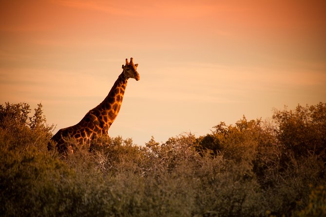 Bush Safari - Open game-viewing vehicles, up close without the fuss