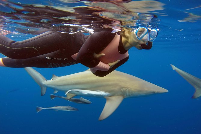 Caged and Cageless Shark Snorkelling on Durban's Aliwal Shoal - Key things to know before you go