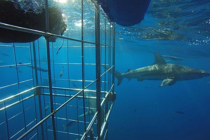 Caged and Cageless Shark Snorkelling on Durban's Aliwal Shoal - The early morning meet-up, briefing, and wetsuit fitting
