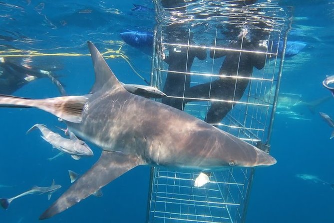 Caged and Cageless Shark Snorkelling on Durban's Aliwal Shoal - Caged-to-cageless snorkeling, what it feels like in the water
