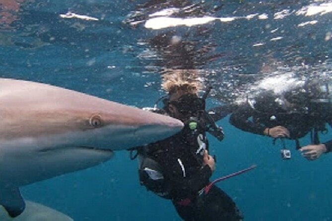 Caged and Cageless Shark Snorkelling on Durban's Aliwal Shoal - Equipment, shower, and the small comforts that make it worth $89