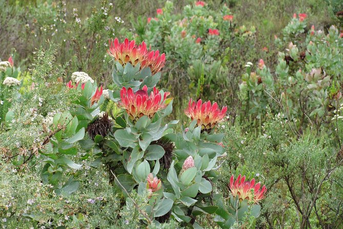 Cango Caves,Swartberg Pass,Prince Albert & Meiringspoort Daytrip - Cango Caves heritage tour: why the first hour matters