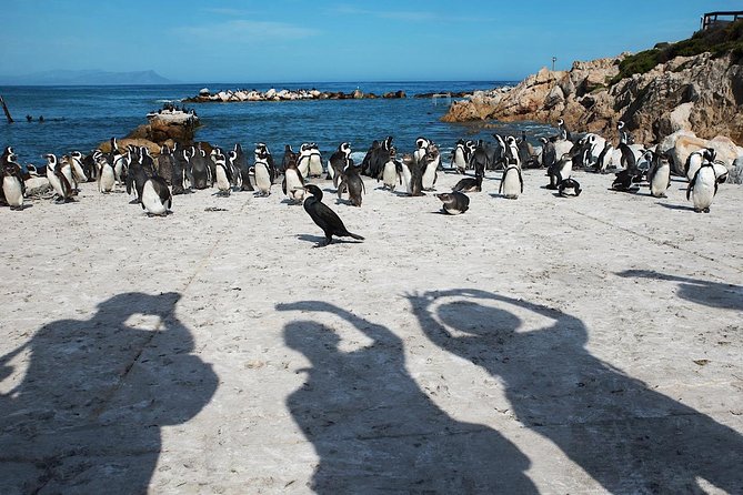 Cape Agulhas Full Day Private Tour from Cape Town - On the Road: Your Driver-Guide, Comfort, and Photo Power
