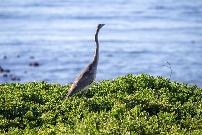 Cape Agulhas Full Day tour - A Long Day From Cape Town With Big-Coast Payoff