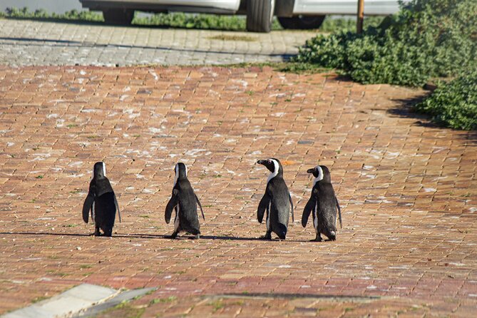 Cape Agulhas Full Day tour - Private Comfort, Early Pickup, and How to Prepare