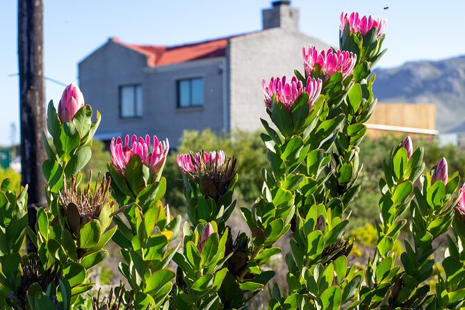 Cape Agulhas Full Day tour - Hamilton Russell Vineyards Wine Tasting in Hemel n Aarde