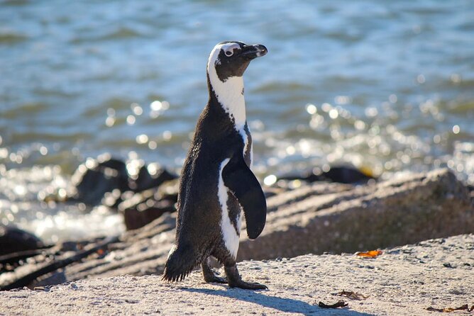 Cape Agulhas Full Day tour - Price and Logistics: Does $201.30 Feel Fair?