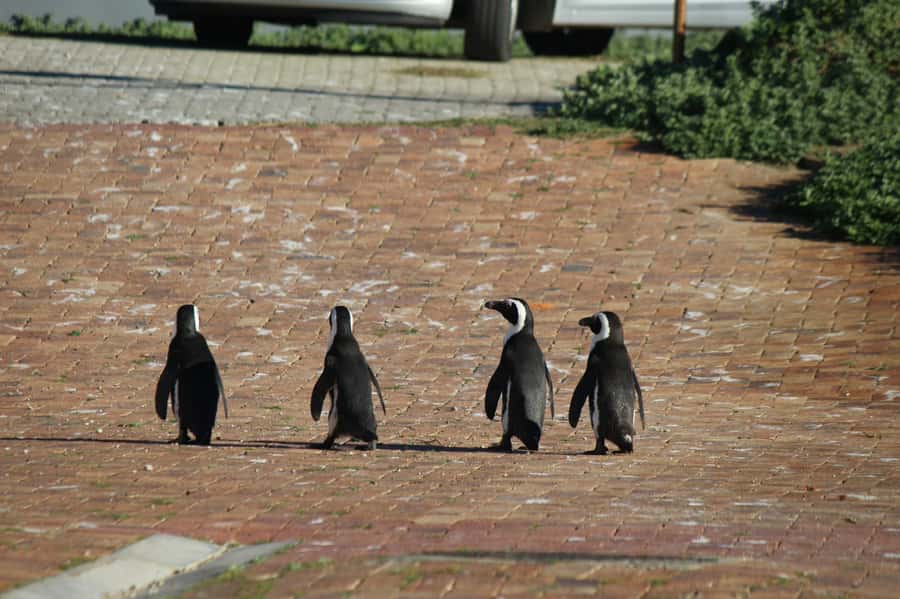Cape Agulhas, Hermanus & Stoney point Penguins full Day Tour - Hemel en Aarde wine tasting, cool-climate flavors with Atlantic air