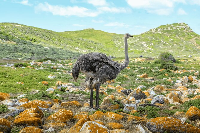 Cape of Good Hope and Boulders Beach Group Tour in Cape Town - A 6-hour Cape Town loop that actually feels doable