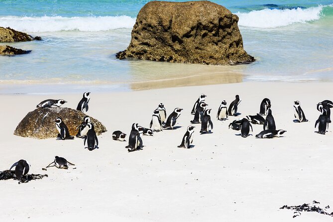Cape of Good Hope and Boulders Beach Group Tour in Cape Town - Chapman’s Peak Drive, included and worth treating like the main event