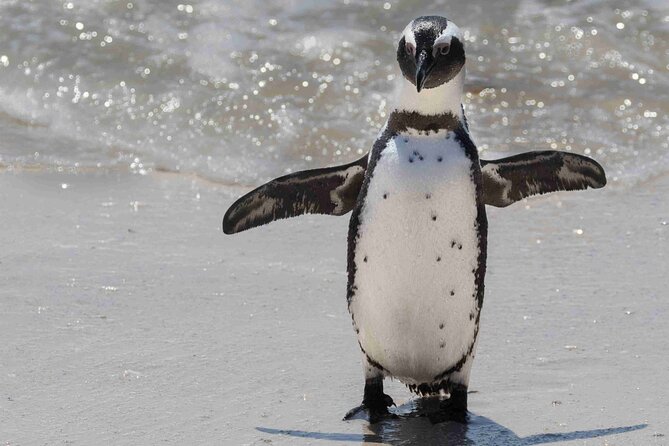 Cape of Good Hope and Boulders Beach Group Tour in Cape Town - Boulders Beach Penguin Colony: close-up viewing that needs your patience