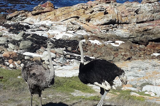Cape of Good Hope and Cape Winelands Day Tour from Cape Town - Stellenbosch in the Winelands: wine tasting or town time
