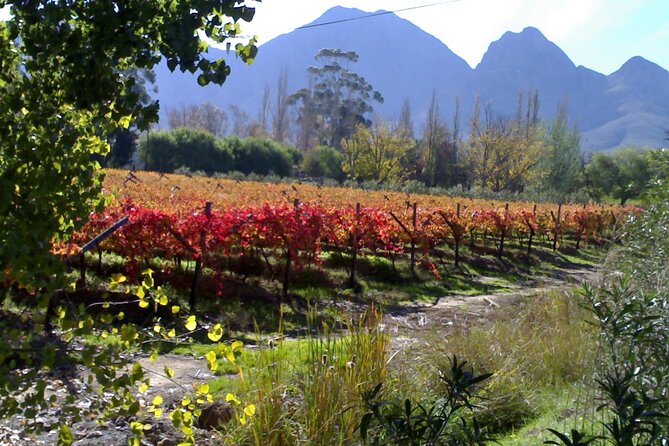 Cape of Good Hope and Cape Winelands Day Tour from Cape Town - Price and value: what’s included, what you’ll likely pay for