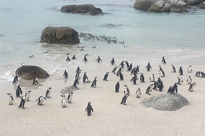 Cape of Good Hope and Cape Winelands Day Tour from Cape Town - Who this tour fits best (and who should think twice)