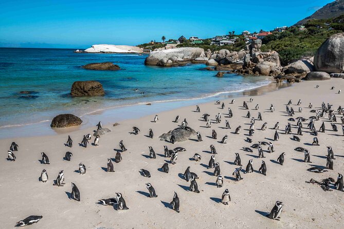 Cape of Good Hope and Penguin Beach Tour in Cape Town - Hotel pickup, comfort, and the guide-led pace