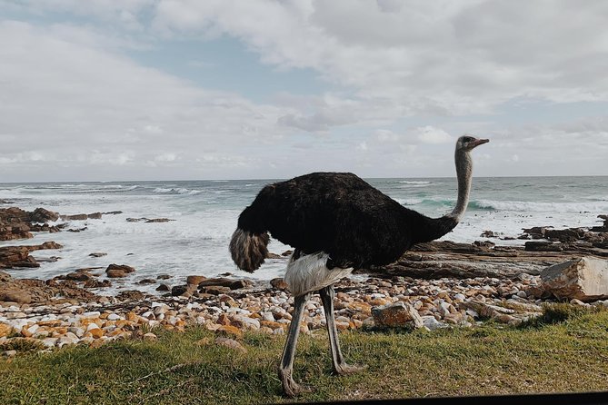 Cape Of Good Hope and Penguins Full Day Small Group Tour from Cape Town - Noordhoek Farm Village: the coffee and coastline breathing space