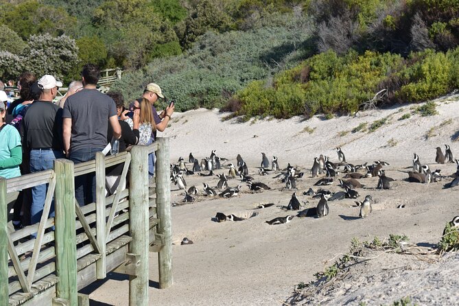 Cape of Good Hope and Penguins Full Day Tour from Cape Town - Boulders Beach Penguin Colony and Simons Town: A Penguin Day Without Guesswork
