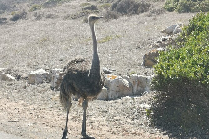 Cape of Good Hope and Penguins Full Day Tour from Cape Town - Food, Tickets, and What to Bring So You Do Not Feel Rushed