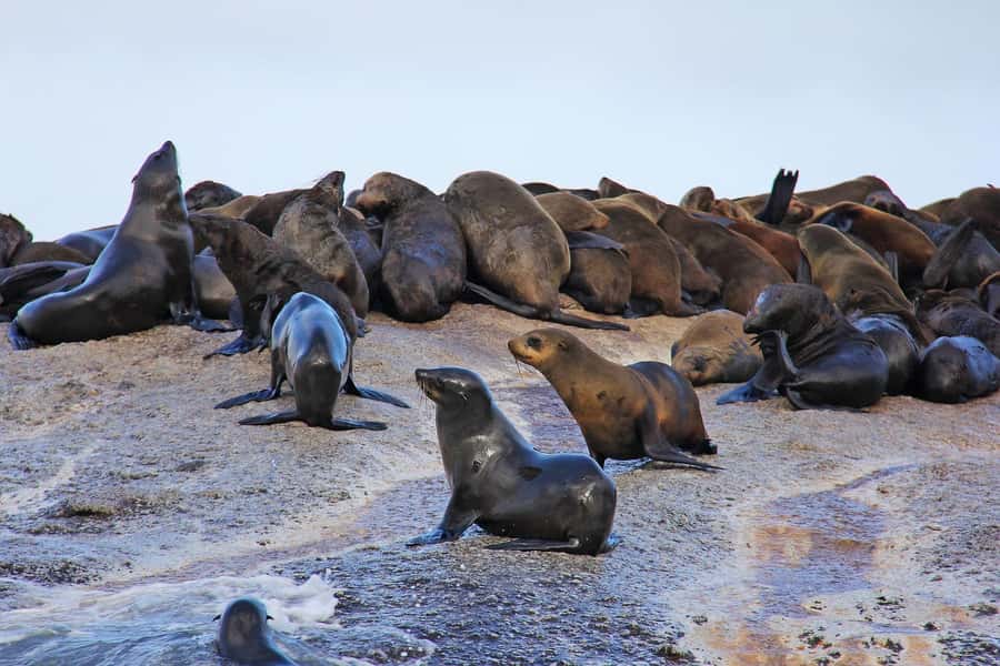 Cape of Good Hope and Penguins Private Tour with Entry Fees - Price and value: what $236 per person really includes