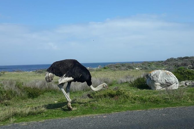 Cape of Good Hope and Penguins - Small Group - Full day - Why this Cape Town highlights day makes sense