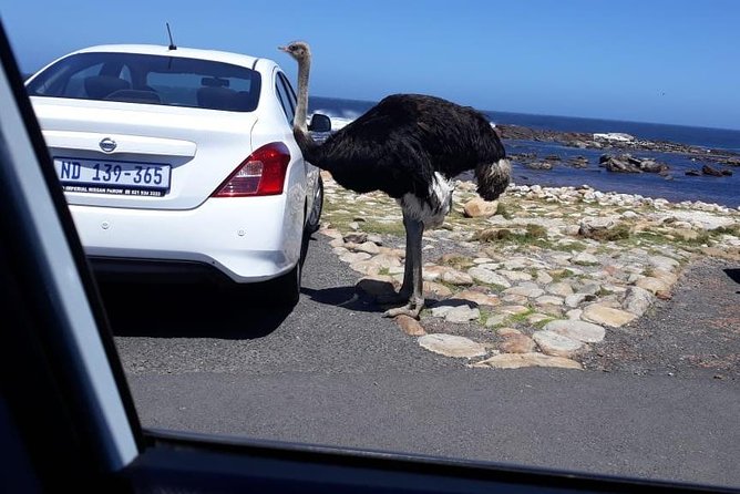 Cape of Good Hope and Penguins - Small Group - Full day - Hout Bay ferry to Duiker Island for Cape fur seals