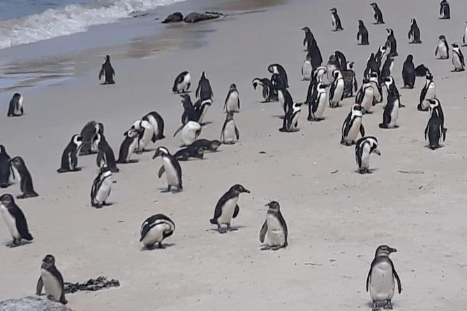 Cape of Good Hope and Penguins - Small Group - Full day - Bo-Kaap: start the day with color and culture