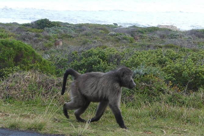 Cape of good hope and penguins small group Tours - Key highlights at a glance