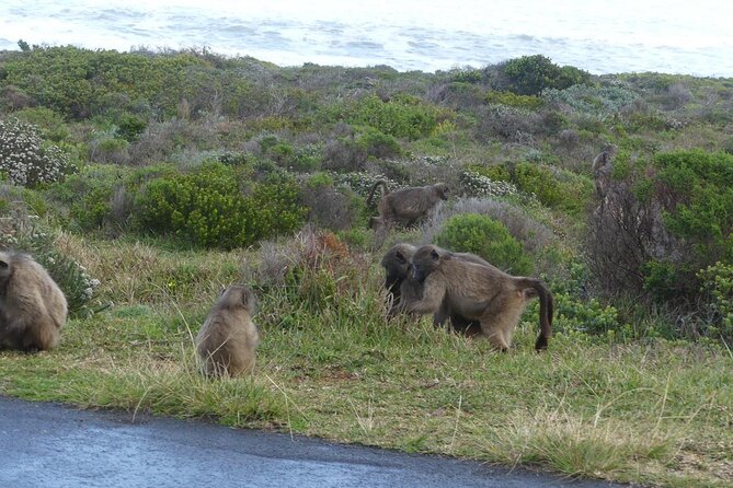 Cape of good hope and penguins small group Tours - A full Cape Peninsula loop, not a stop-and-scroll day