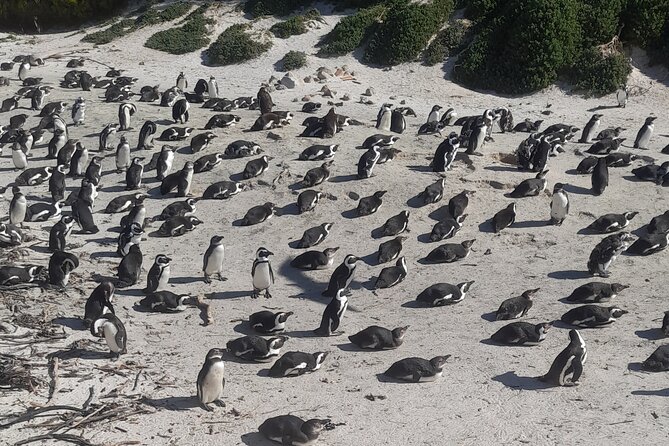 Cape of good hope and penguins small group Tours - Chapman’s Peak Drive: 15 minutes of serious cliff drama