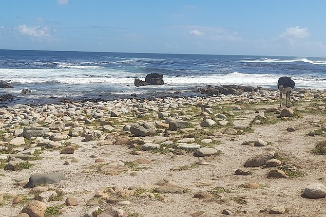 Cape of good hope and penguins small group Tours - Cape Point Nature Reserve: lighthouse country and wildlife spotting time