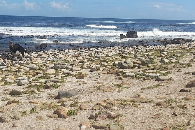 Cape of good hope and penguins small group Tours - Cape of Good Hope: the one-hour hit of dramatic cliffs and ocean views