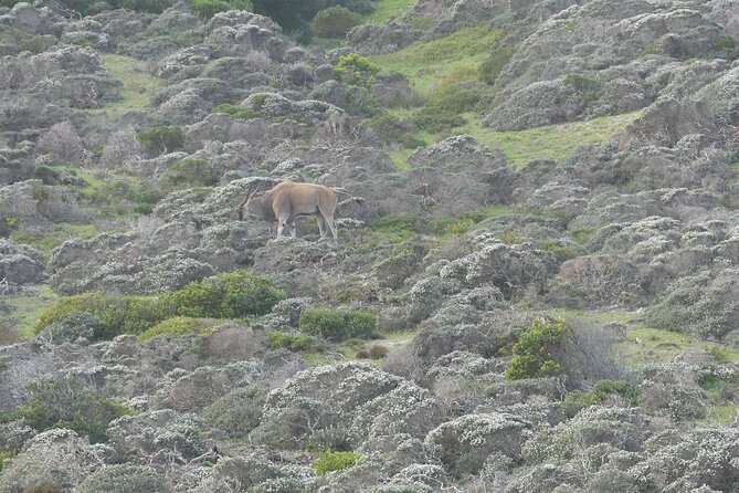 Cape of good hope and penguins small group Tours - Simon’s Town and Boulders Beach: the penguins are the point
