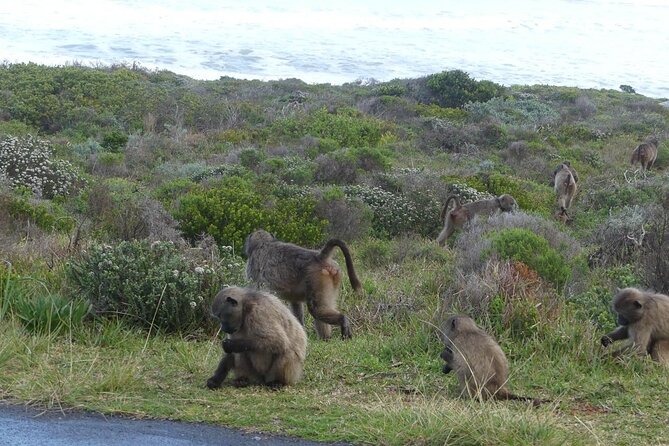 Cape of good hope and penguins small group Tours - Cape Town Central to Bo-Kaap: a quick cultural warm-up