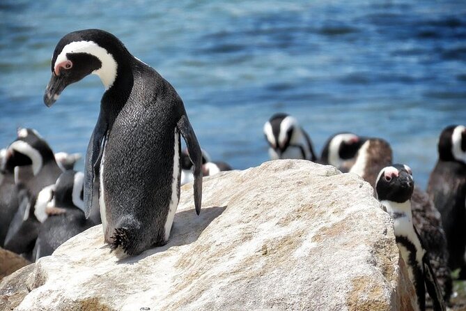 Cape Of Good Hope and Table Mountain Day Trip from Cape Town parks fees include - First Stop at Maiden’s Cove, The Easy Win for 12 Apostles Views