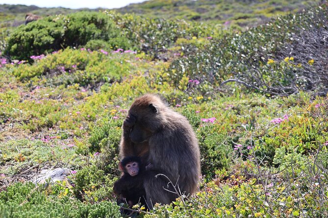 Cape Of Good Hope and Table Mountain Day Trip from Cape Town parks fees include - Chapmans Peak Drive, Where the Road Is the Attraction