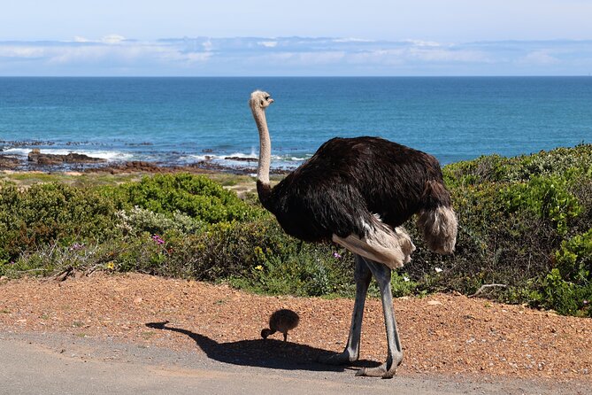 Cape Of Good Hope and Table Mountain Day Trip from Cape Town parks fees include - Boyes Drive in Muizenberg, A Short Coast Break for Surf Views