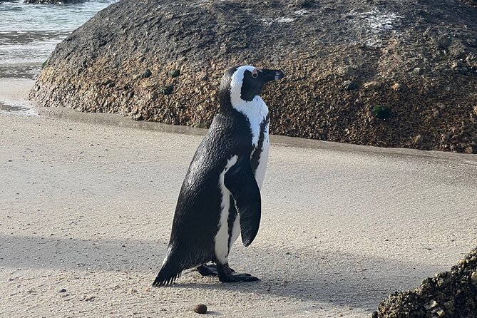Cape of Good Hope Cape Point for groups - Stop 4: Boulders Beach Penguin Colony, With Lunch Time