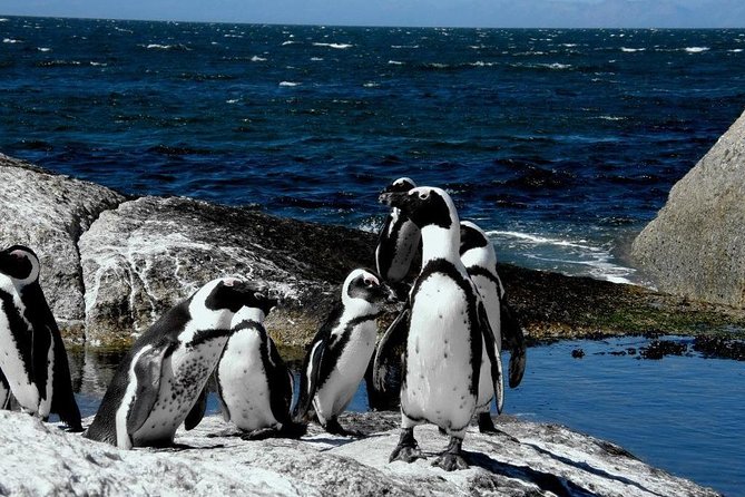 Cape of Good Hope, Cape Point & Penguins Private Afternoon Tour - Ostrich farm stop: short visit, big conversation time