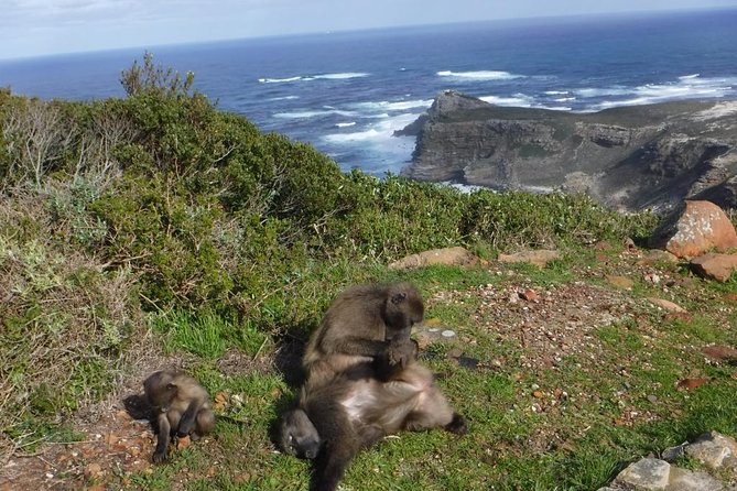 Cape of Good Hope, Cape Point & Penguins Private customizable Full Day Tour - Camps Bay and Maiden’s Cove, First Views of the Day