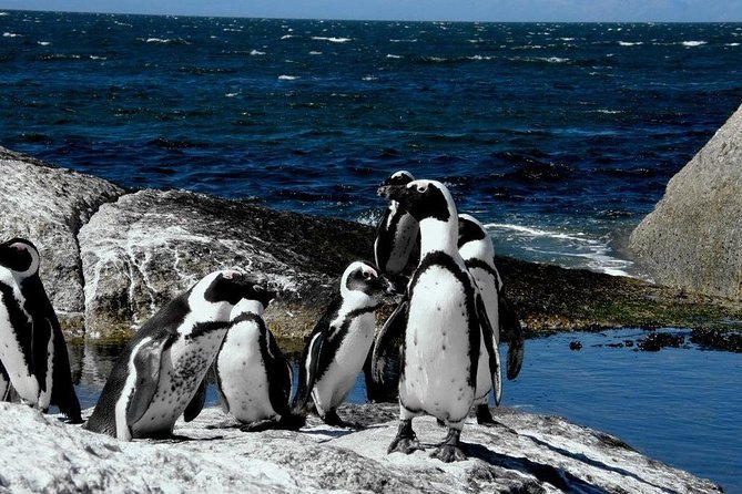 Cape of Good Hope, Cape Point & Penguins Private customizable Full Day Tour - Simon’s Town, Kalk Bay, Boyes Drive, and Muizenberg Beach Energy