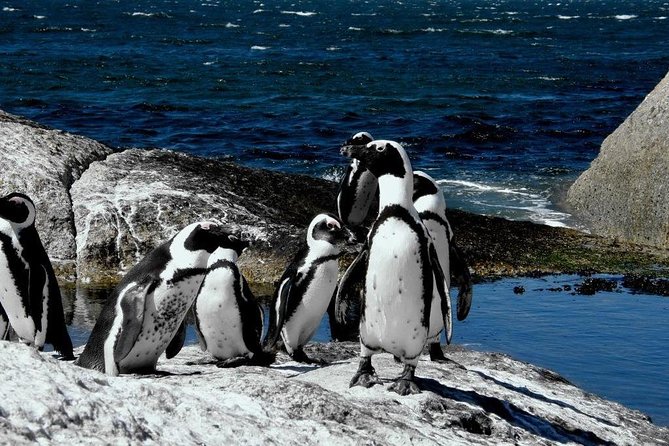 Cape of Good hope, Cape Point & Penguins, Private Morning Tour - Kommetjie’s Lighthouse and Scarborough’s Rugged Edge